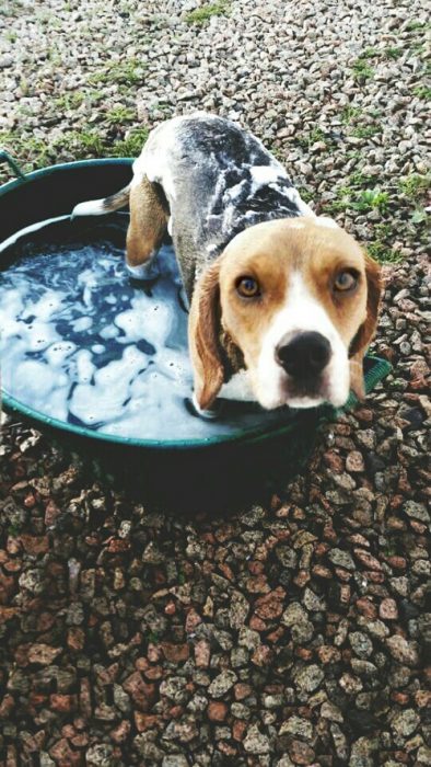 Perro beagle siendo bañado 