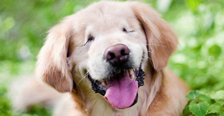 Historia de "Smiley" el perro que nació sin ojos
