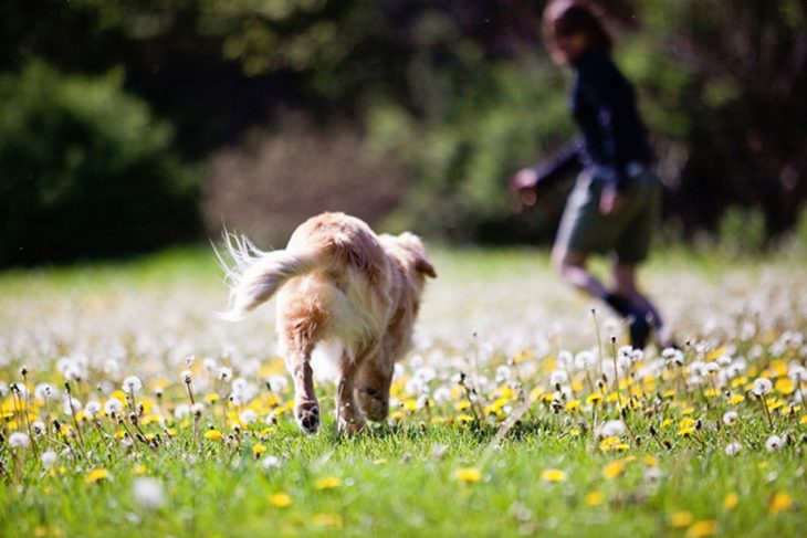 perro caminando sobre un jardín 