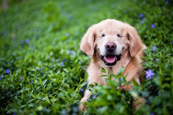 Smiley, el perro que nació ciego y ayuda a los demás 