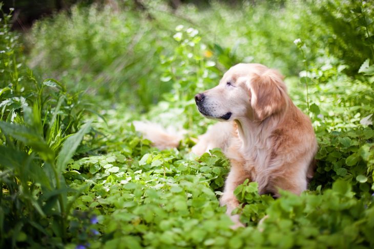 Perro golden retriever sentado en un jardín 