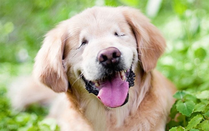 Smiley, un perrito ciego de terapia 