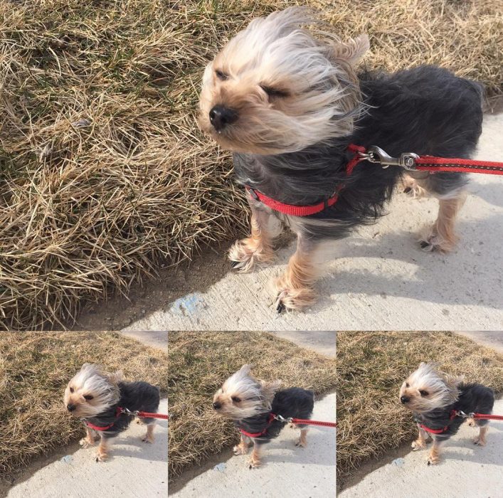 Yorkshire en el viento 