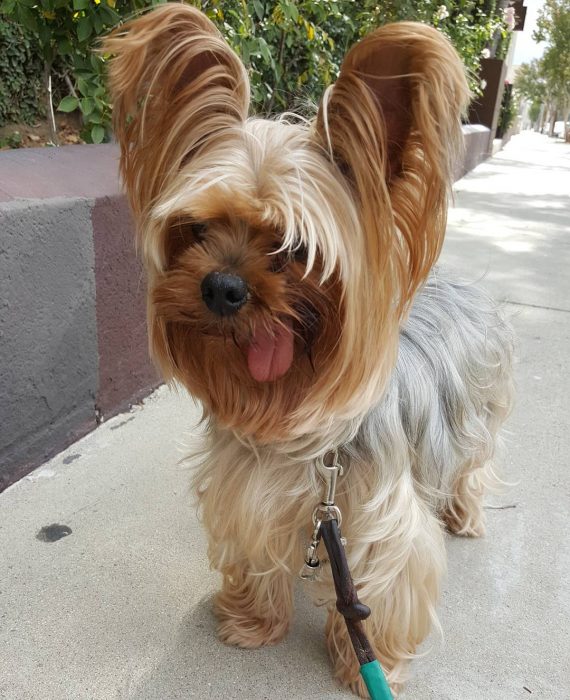 Yorkshire sacando la lengua 