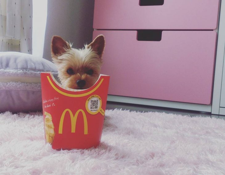 Yorkshire del tamaño de un paquete de papas de McDonalds 