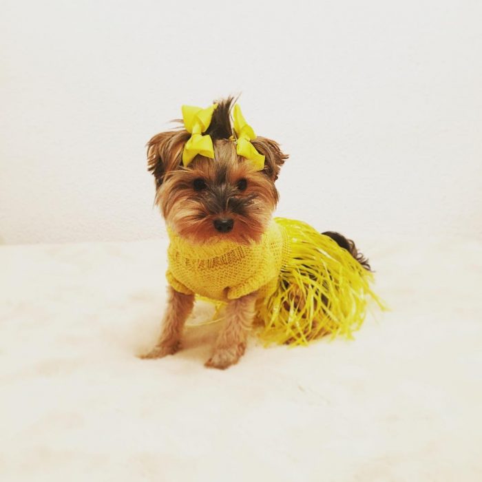 Yorkshire con vestido amarillo 