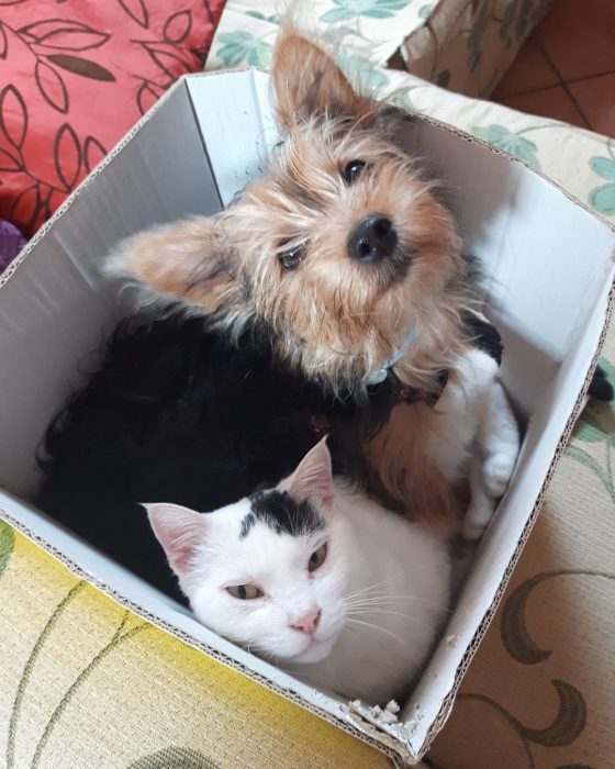 Yorkshire y un gato blanco en una caja 