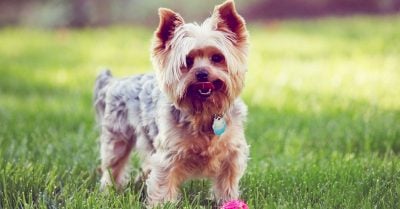 25 Razones por las que nunca en tu vida debes tener un perro Yorkshire como mascota