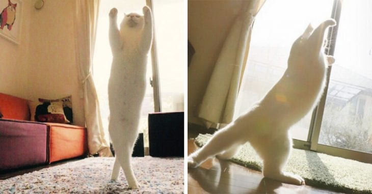 Gato que baila ballet