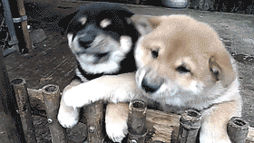 dos perros jugando se pelean 