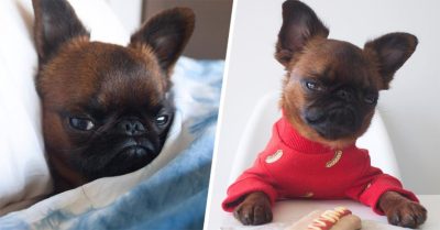 Conoce a Gizmo el perro que tiene cara de amargado todo el tiempo y aún así es adorable