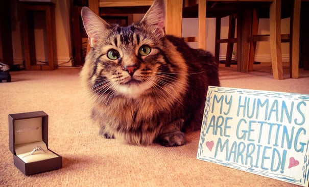 Gato anunciando el compromiso de sus dueños 