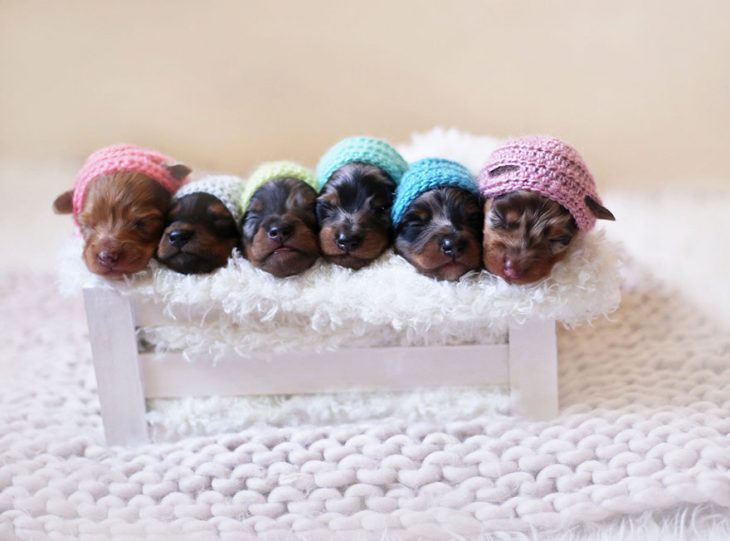 Adorables cachorros con gorritos y cobija 