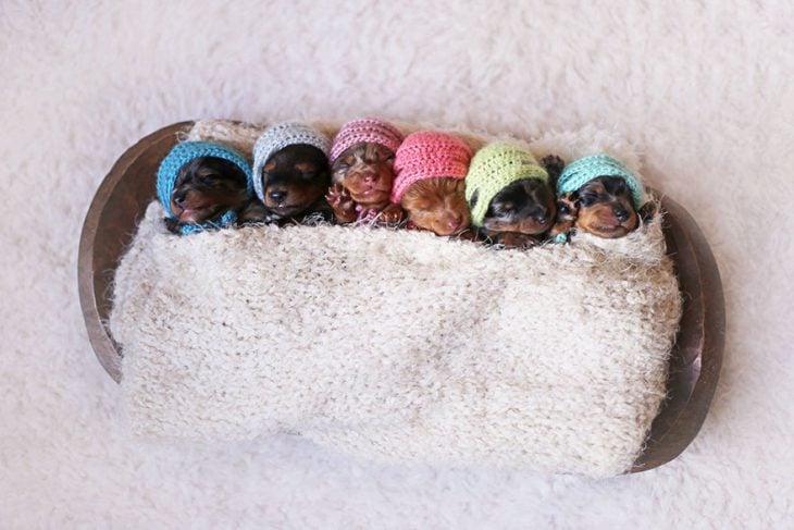 Cachorros salchicha recién nacidos con gorritos 