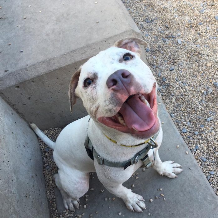 perro pit bull sentado sacando la lengua