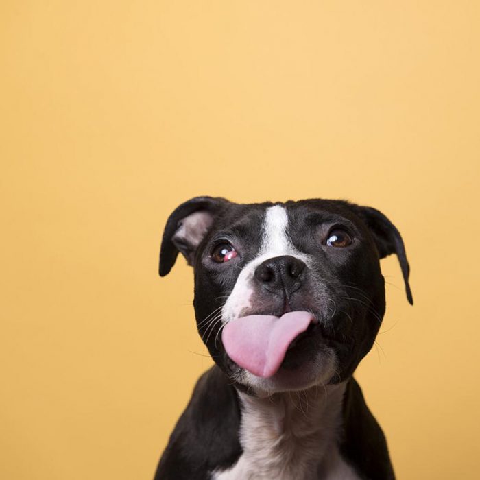 perro pit bull sacando la lengua