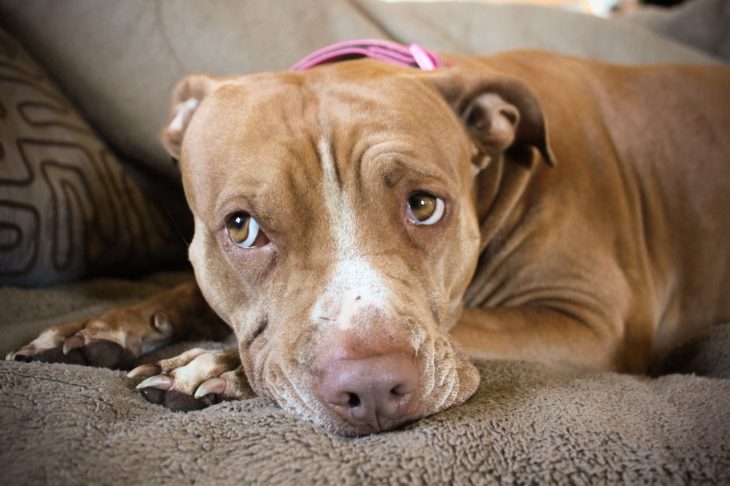 perro pit bull acostado en sillón