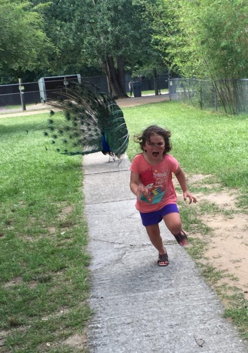 niña perseguida por pavo real