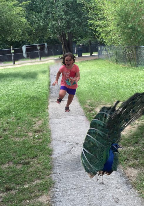 niña persiguiendo un pavo real