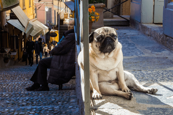 perro pug triste sentado en la calle