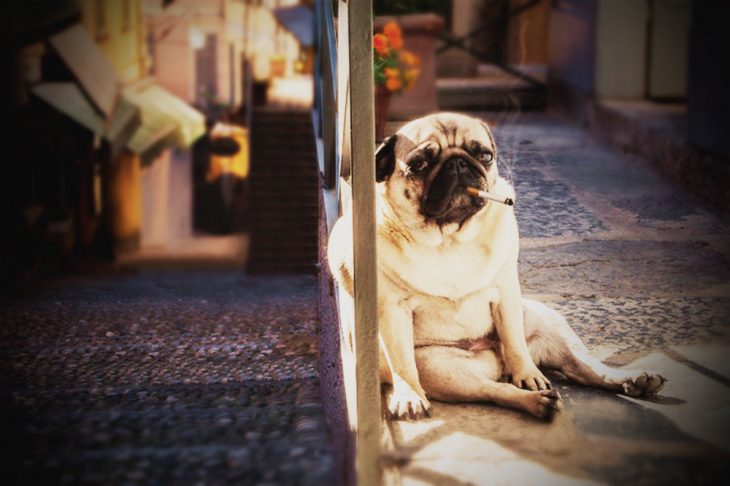 fotografía Reddit perro pug triste editada