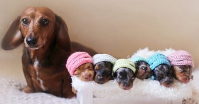 Esta orgullosa mamá salchicha y sus cachorros recién nacidos es la cosa más adorable que verás
