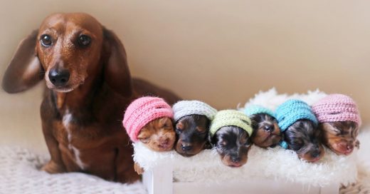 Esta orgullosa mamá salchicha y sus cachorros recién nacidos es la cosa más adorable que verás