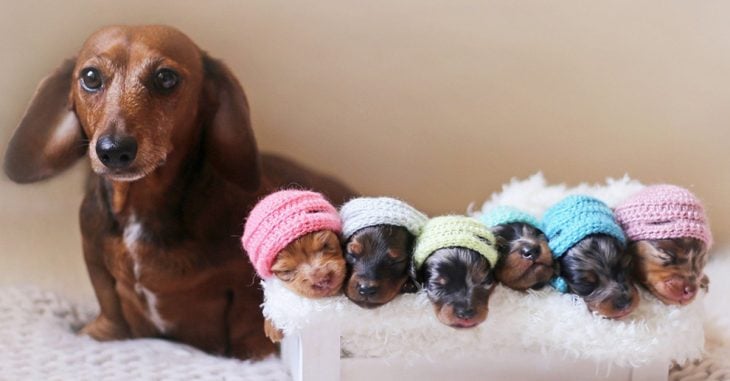 Esta orgullosa mamá salchicha y sus cachorros recién nacidos es la cosa más adorable que verás