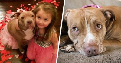 ¿Los pit bulls son peligrosos? Este emotivo manifiesto te hará cambiar de opinión sobre esta raza