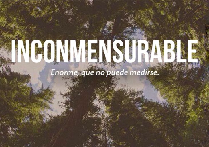 bosque y arboles grandes con frase 