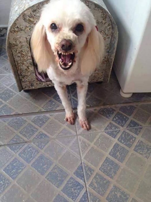 perro cachorro blanco en casa con cara de enojado