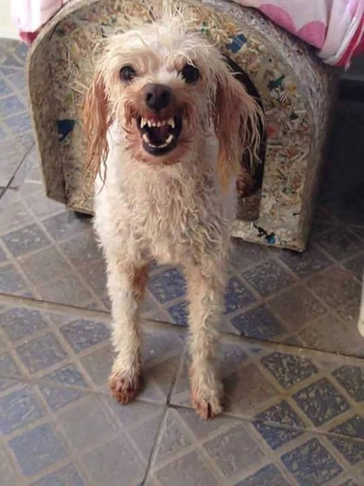 perro blanco mojado enojado en casa de perro