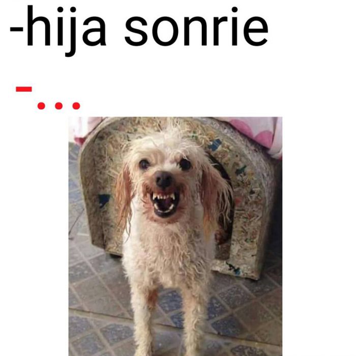 meme perro blanco mojado enojado en casa de perro