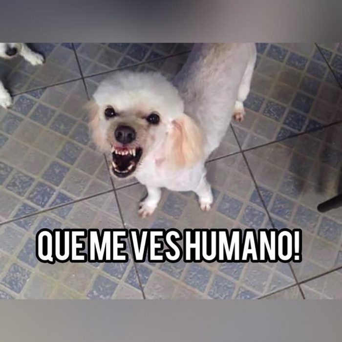 meme perro blanco enojado y piso de cuadros 