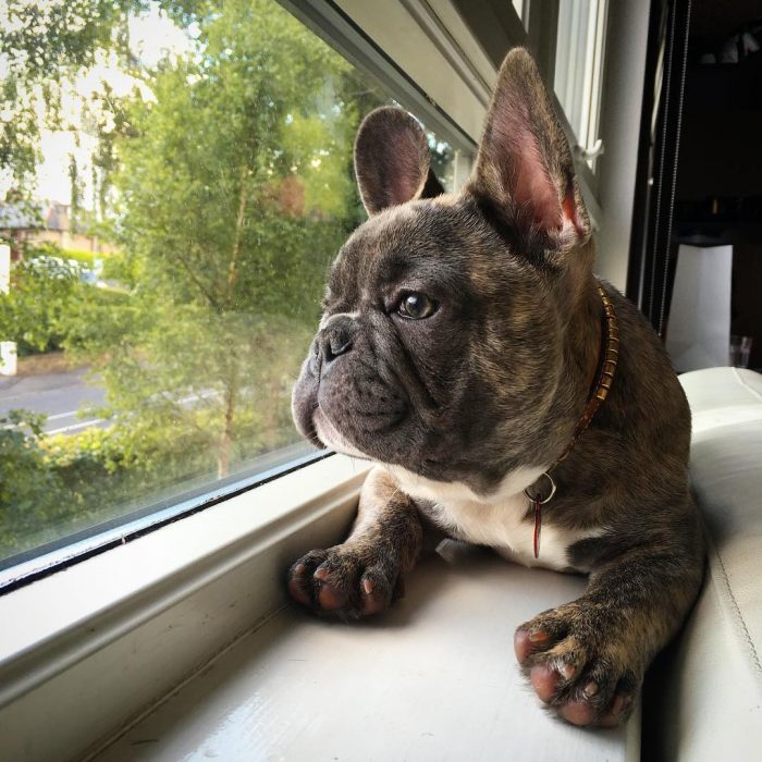 perro mirando hacia afuera de la ventana 