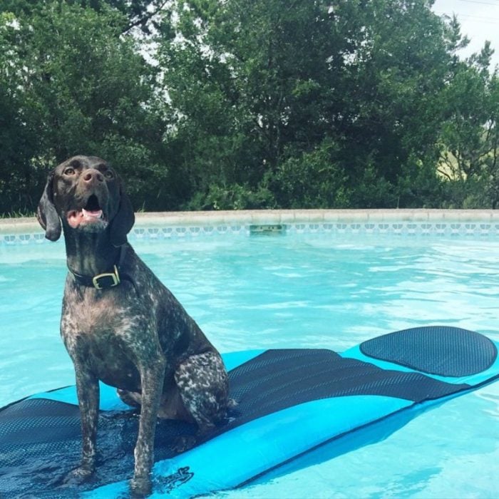 perro negro arriba de salvavidas en piscina 