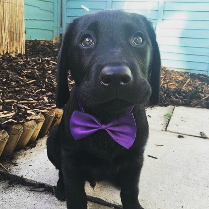 perro negro con moño morado 