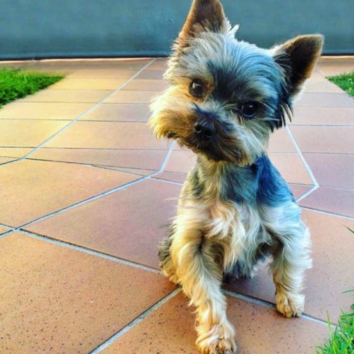 perro cachorro en piso al lado del cesped 