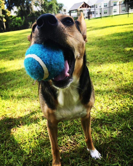 perro con pelota azul en su boca 