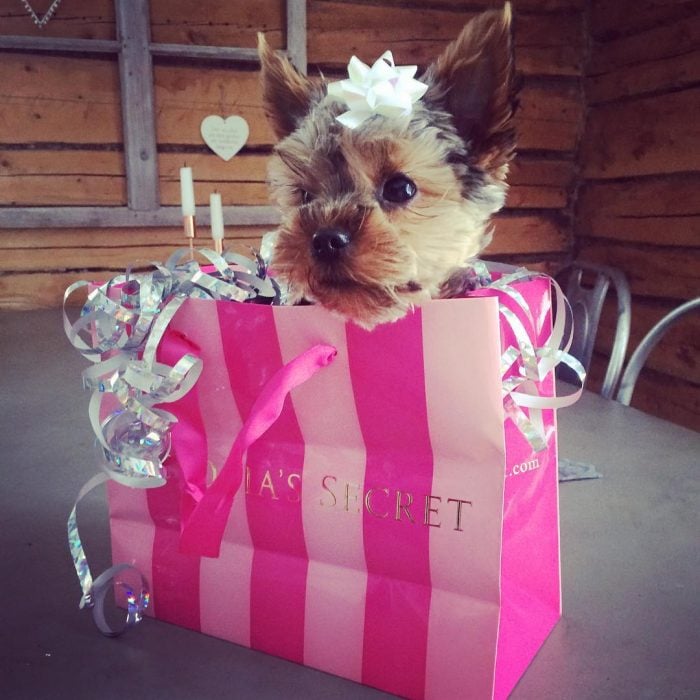 perrito en bolsa de regalo