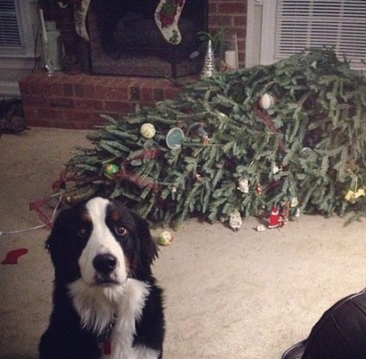 perro serio despues de tirar un arbol de navidad atras de el 