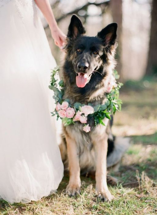 pero en boda con vestido de novia y collar de flores 