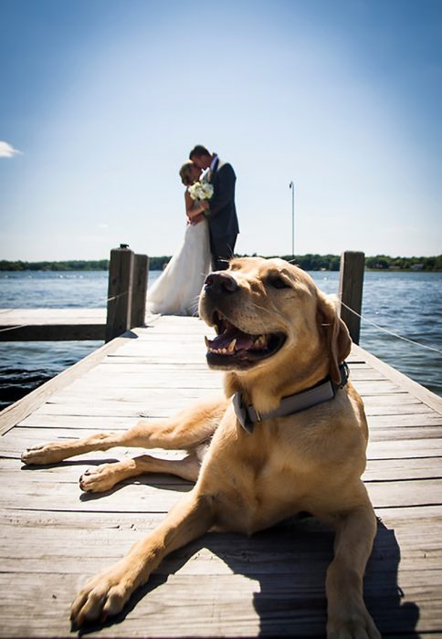 pareja de recien casados en muelle y perro 