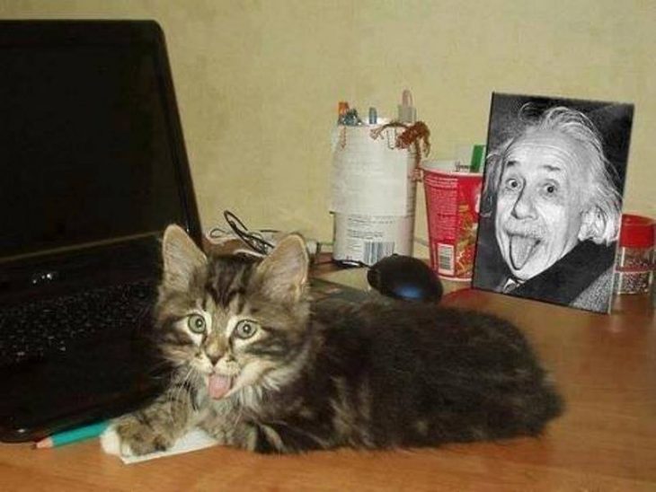 gato con computadora sacando la lengua y fotografia de albert einstein