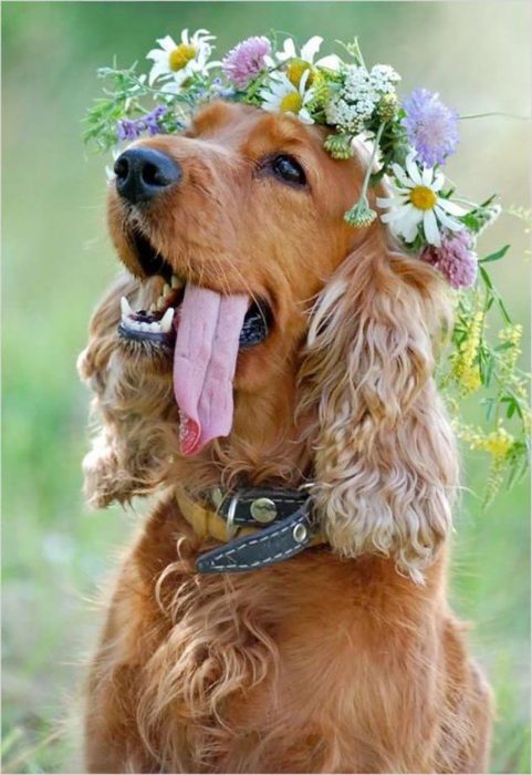 Perro labrador con corona de flores 
