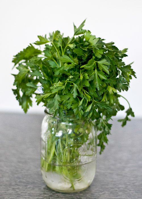 Cilantro dentro de un jarrón lleno de agua 