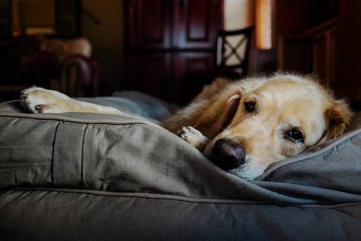 Perro labrador recostado en su cama 