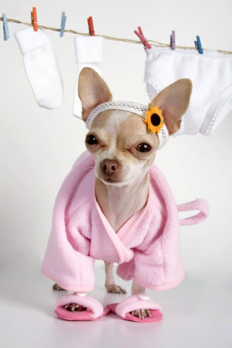 Perrita chihuahua vestida con una toalla de baño y pantuflas de spa 