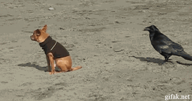 GIF perro chihuahua asustado cuando un cuervo le muerde la cola 