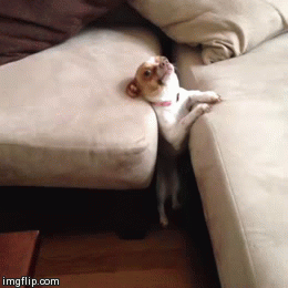 Perrito chihuahua atorado entre los sofás 